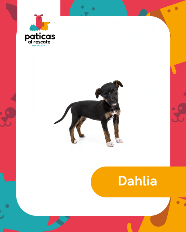 ADOPTA A DAHLIA_1