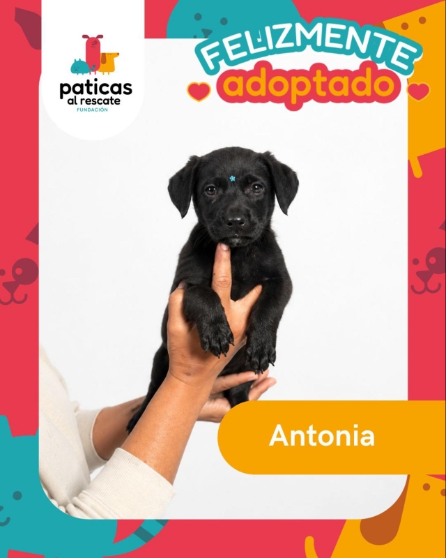 ADOPTA A ANTONIA_1