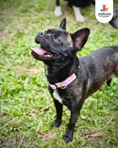 Adopta a Lila_15