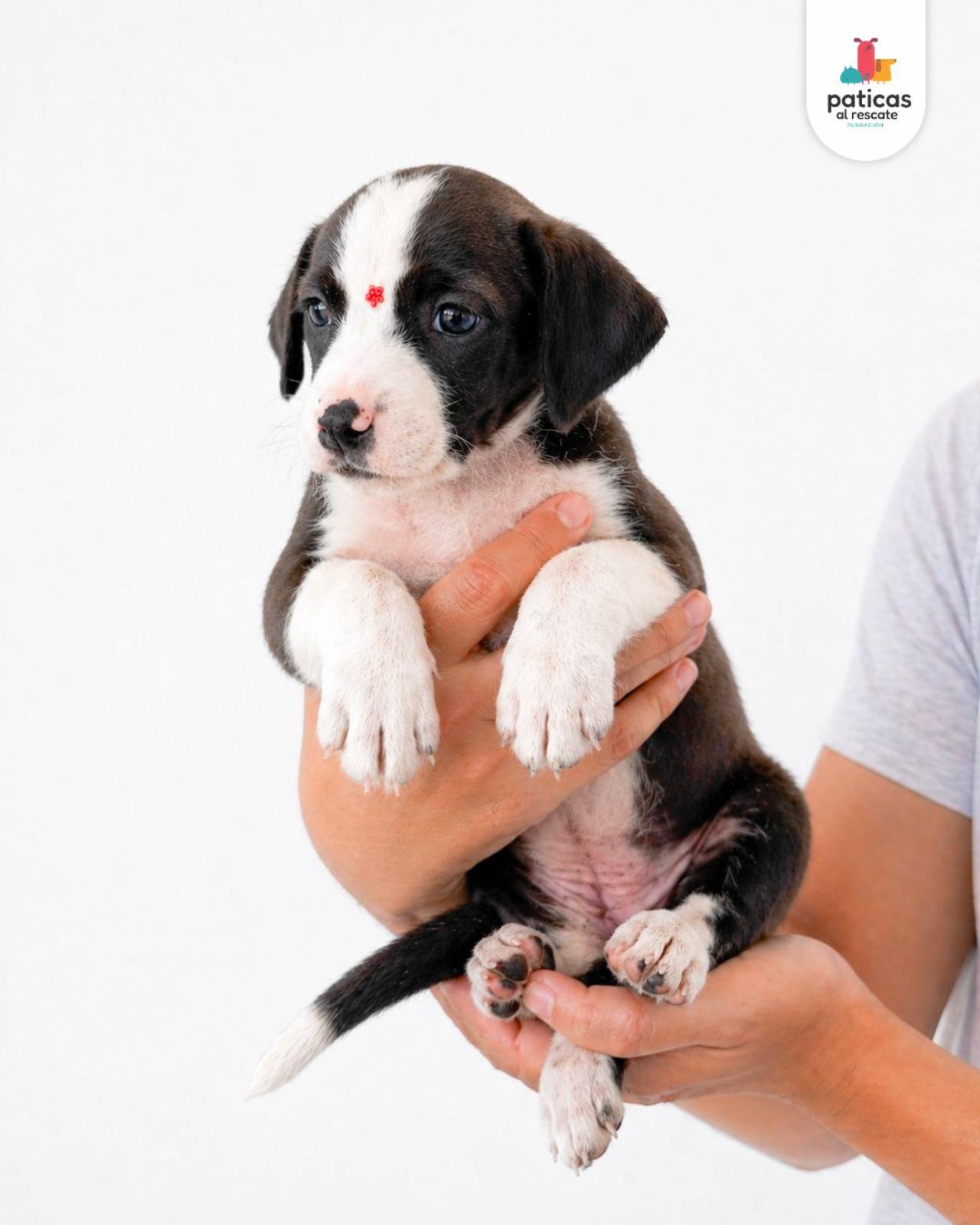 ADOPTA A BOLOÑESA_7