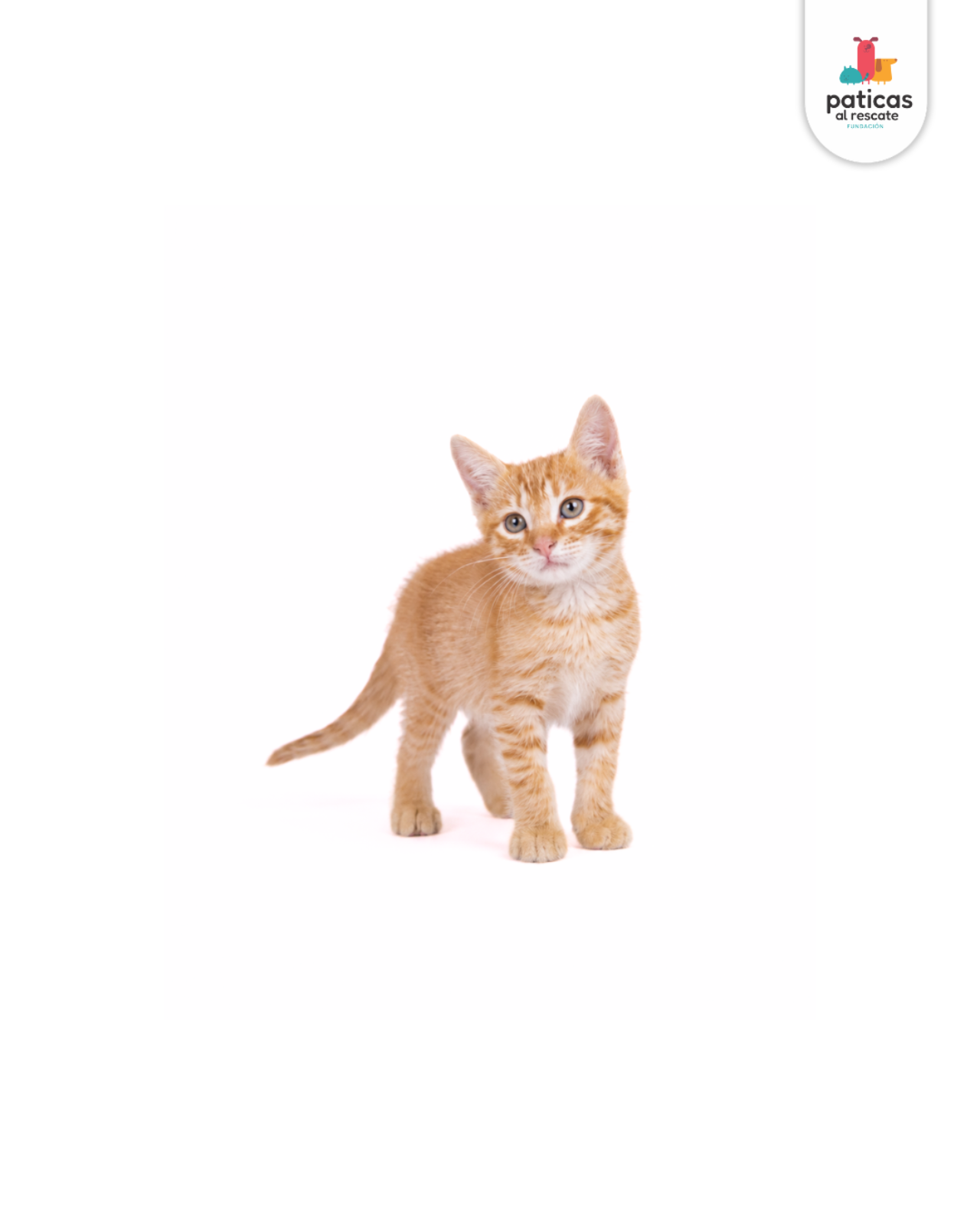 ADOPTA A CHEDDAR_4