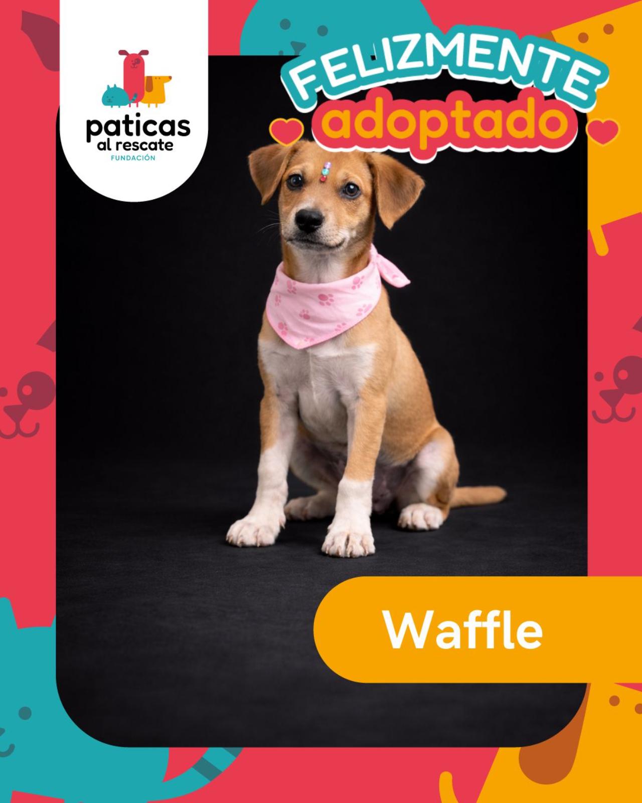 ADOPTA A WAFFLE - Paticas al Rescate