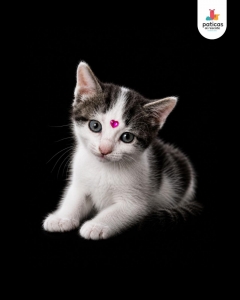 ADOPTA A PARÍS_5