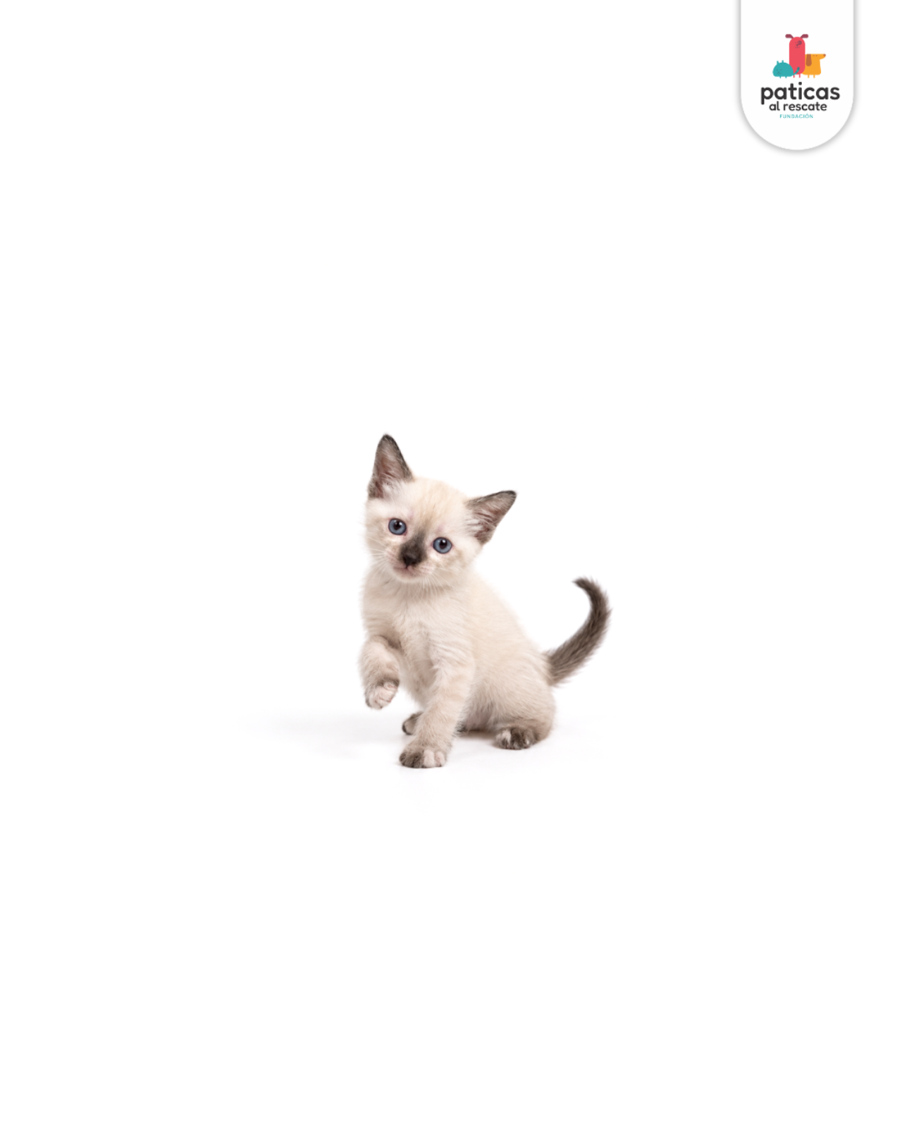 ADOPTA A KITTY_5