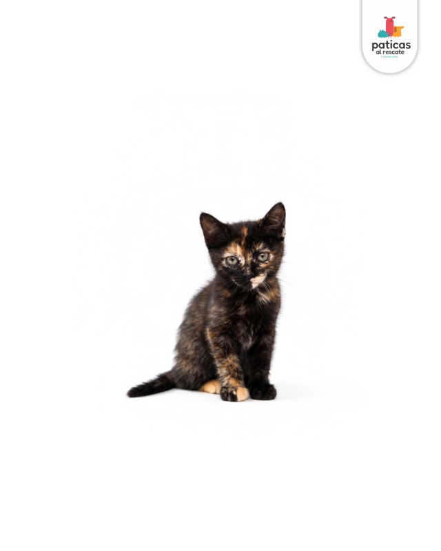 ADOPTA A MISSY_7