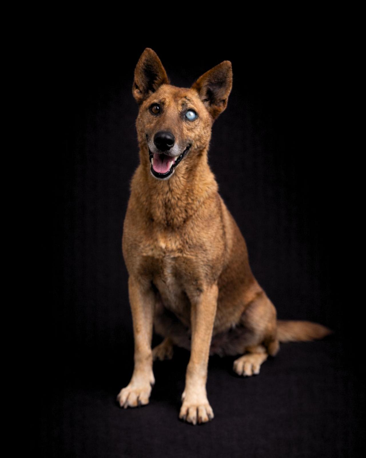 ADOPTA A HÉRCULES_4