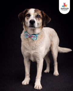 ADOPTA A LULÚ_5