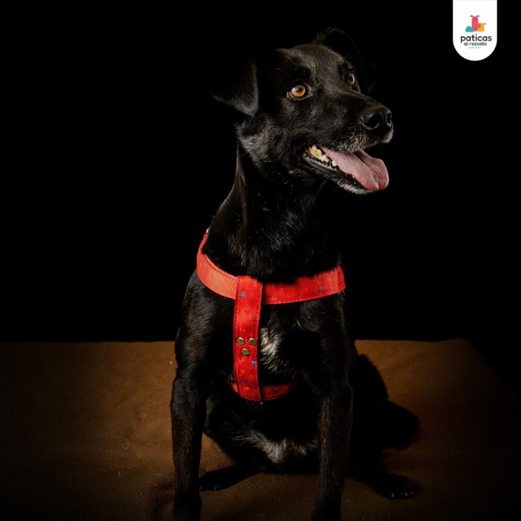 Adopta a Carboncito_2