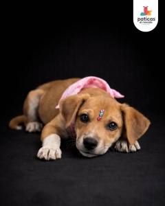 ADOPTA A WAFFLE_6