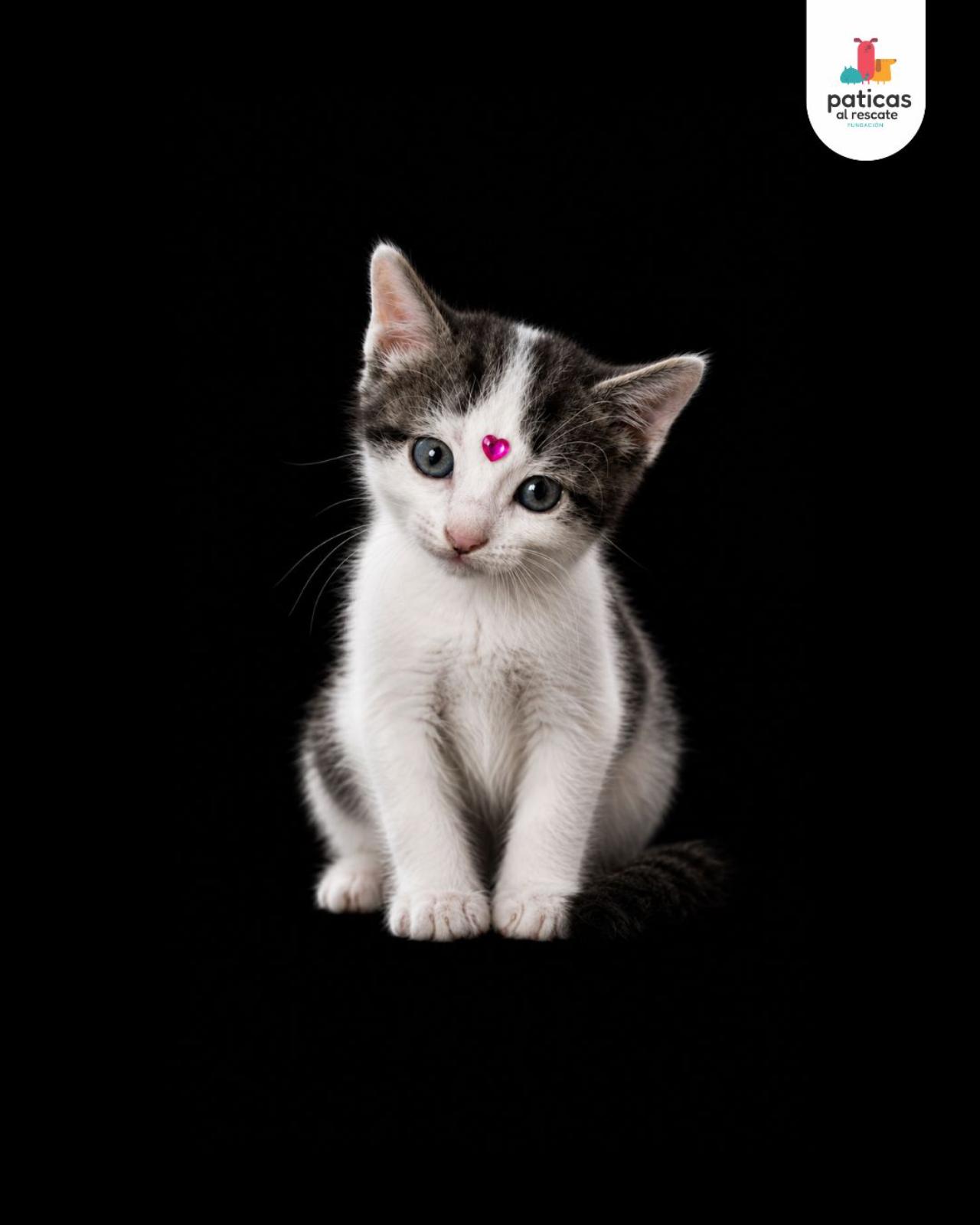 ADOPTA A PARÍS_6
