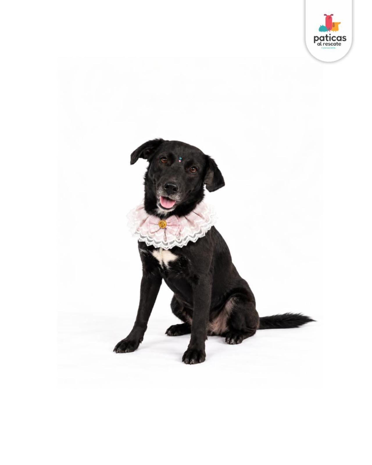 ADOPTA A TOMASITA _2