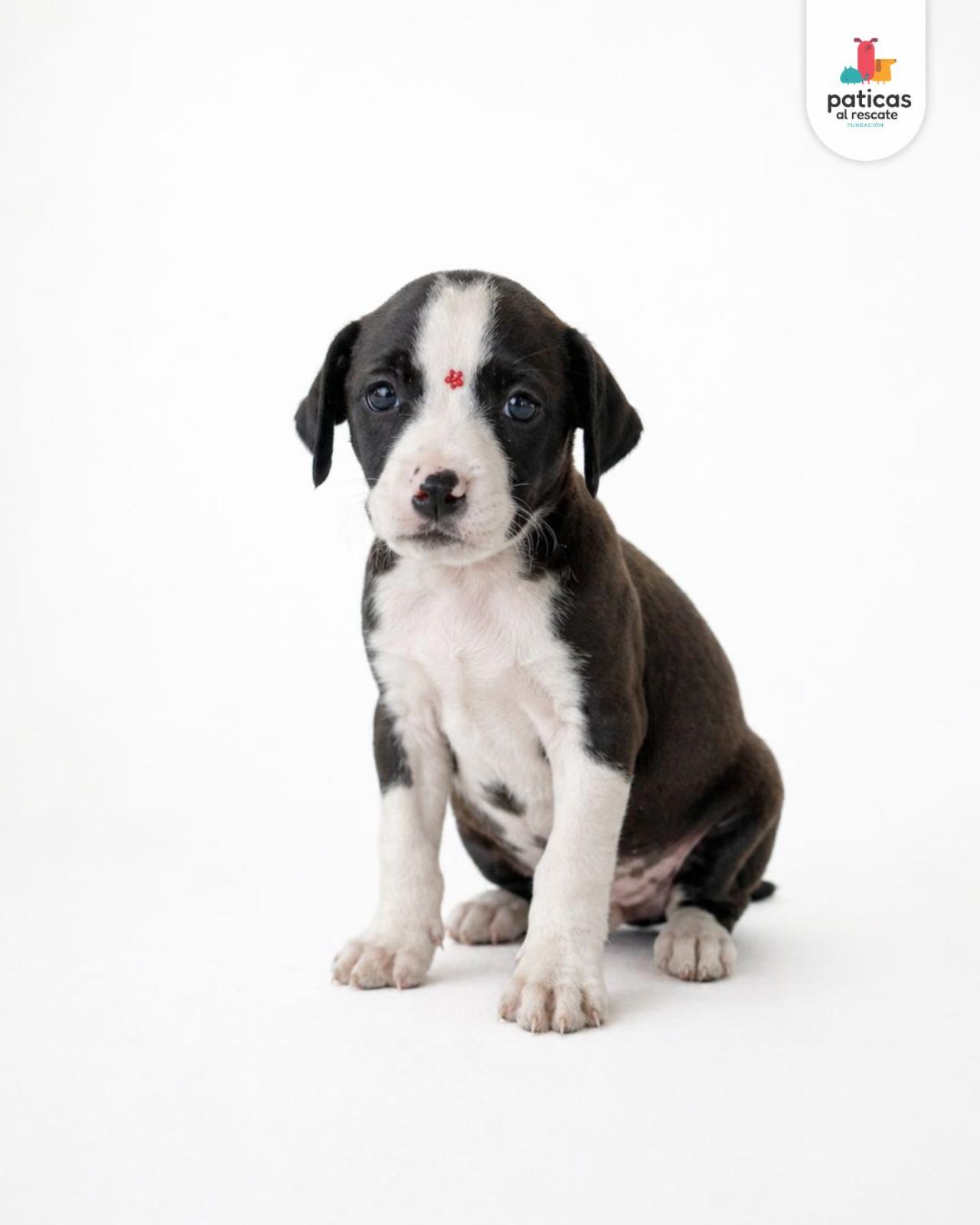 ADOPTA A BOLOÑESA_9