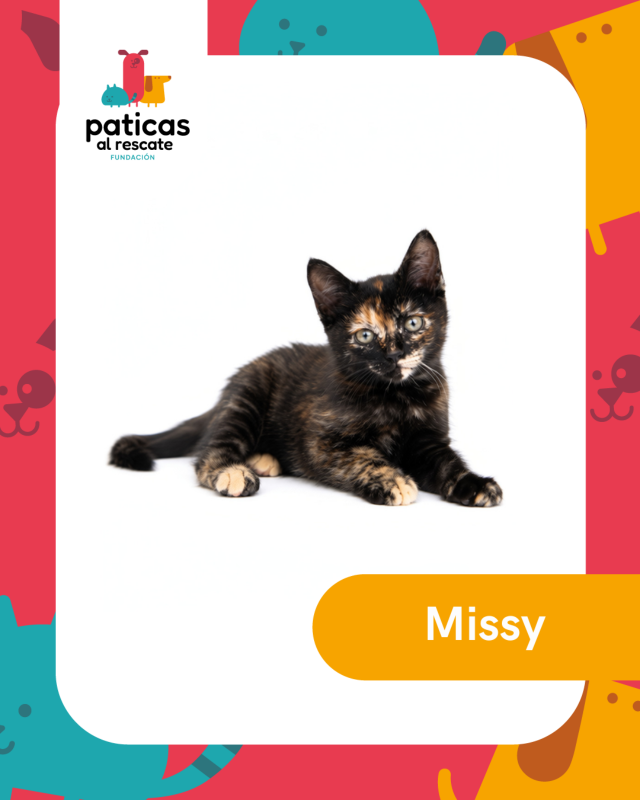ADOPTA A MISSY_1