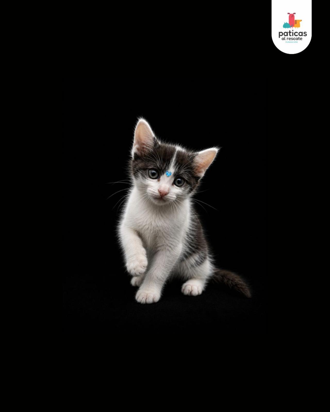 ADOPTA A VENECIA_5