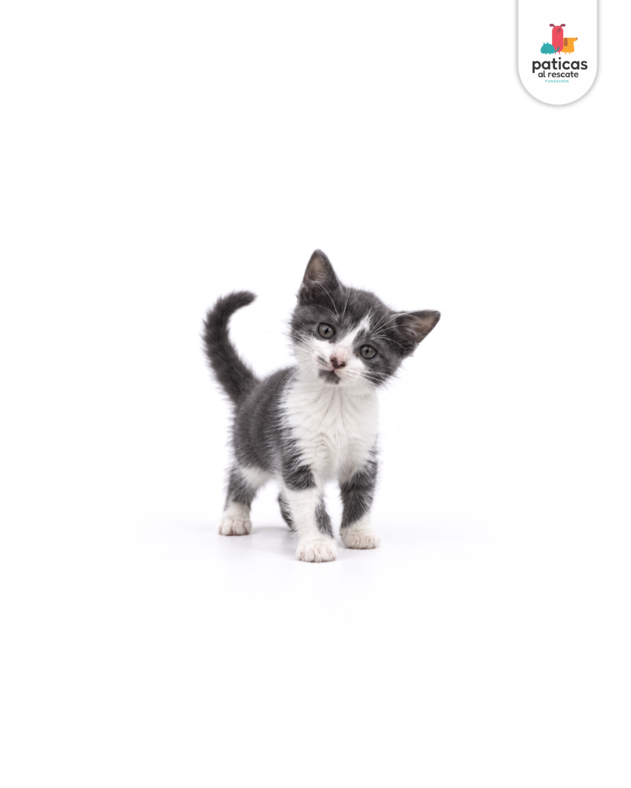 ADOPTA A PERCY_4
