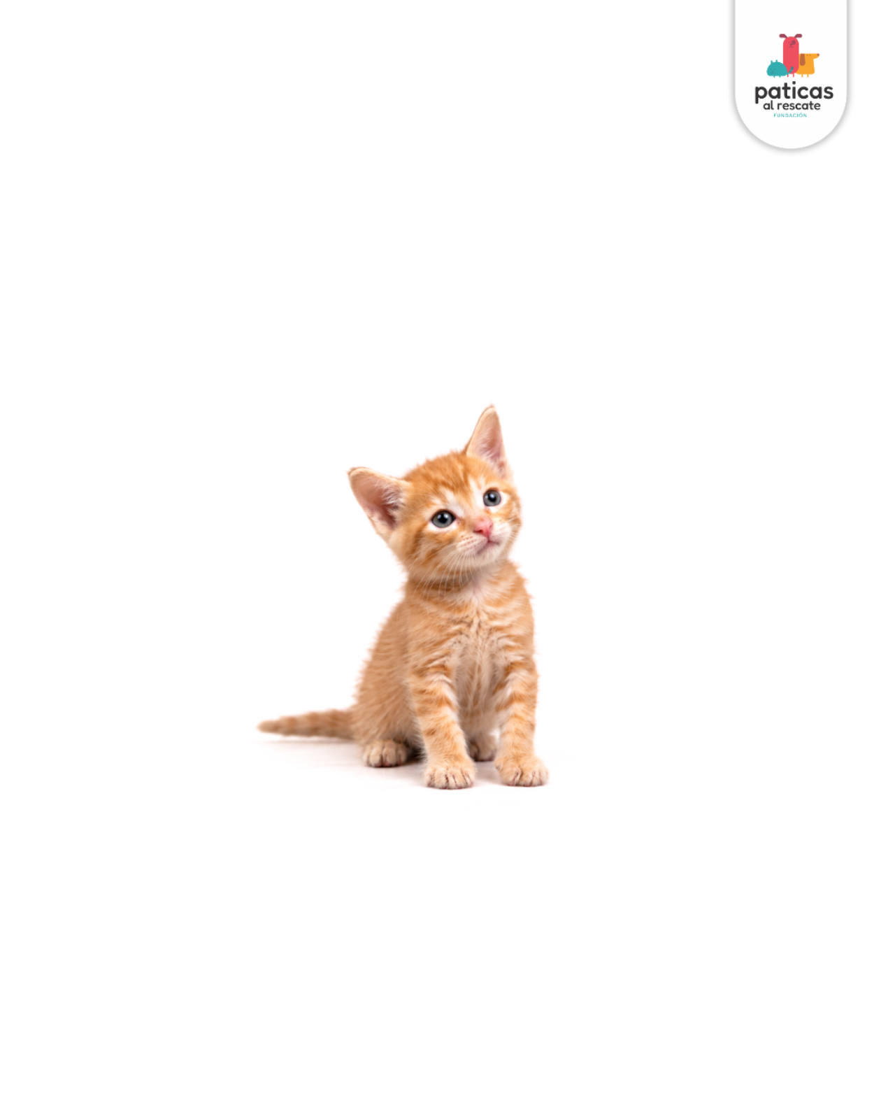 ADOPTA A PIGGY_2