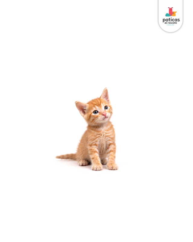 ADOPTA A PIGGY_2