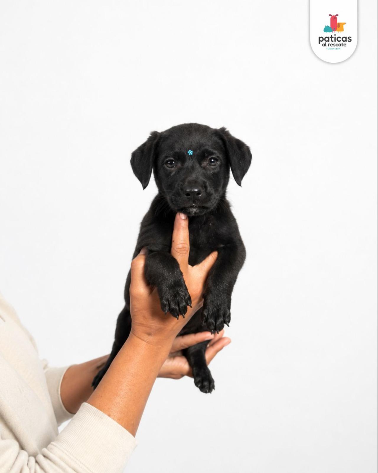 ADOPTA A ANTONIA_6