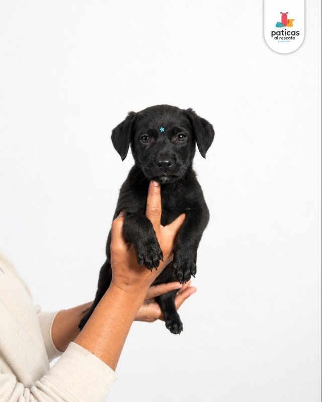 ADOPTA A ANTONIA_6