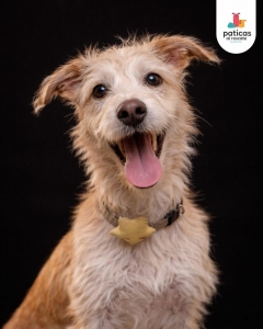 ADOPTA A VAINILLA_5