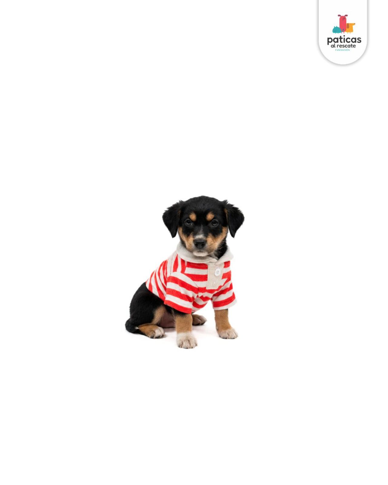 ADOPTA A PANCHO_2