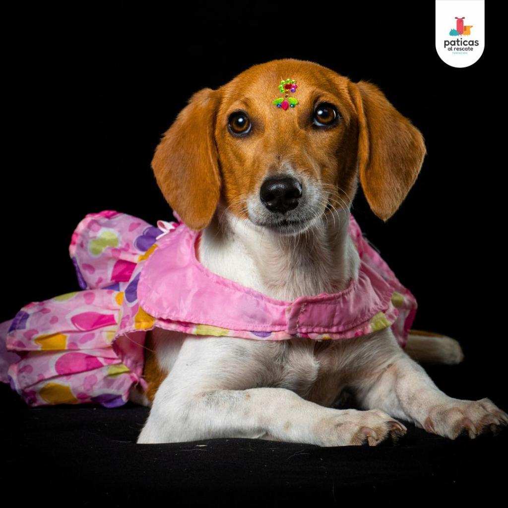 ADOPTA A TINA_3