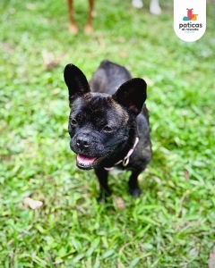 Adopta a Lila_5