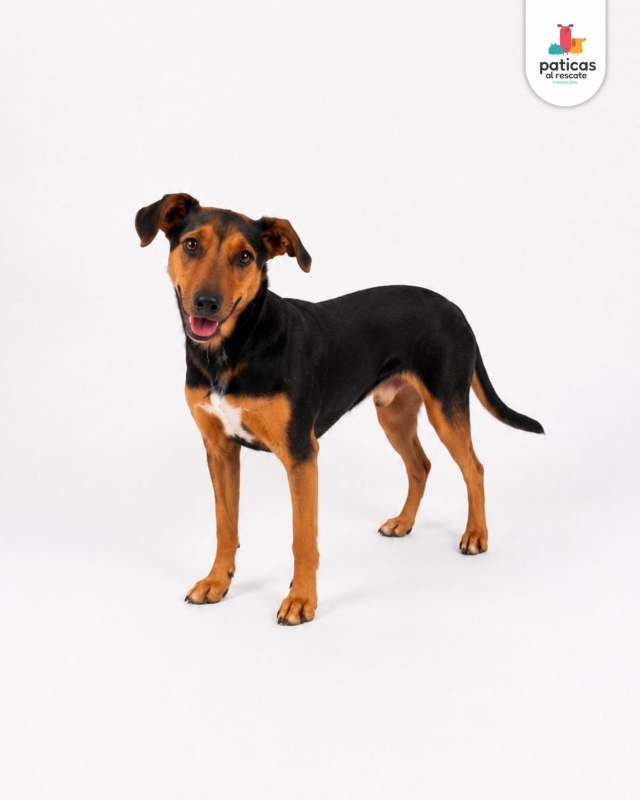 ADOPTA A FRIDA_4