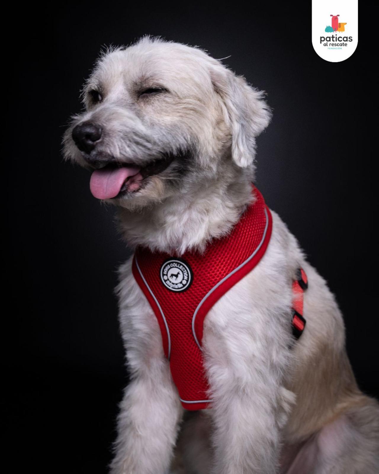 ADOPTA A BRUMA_3