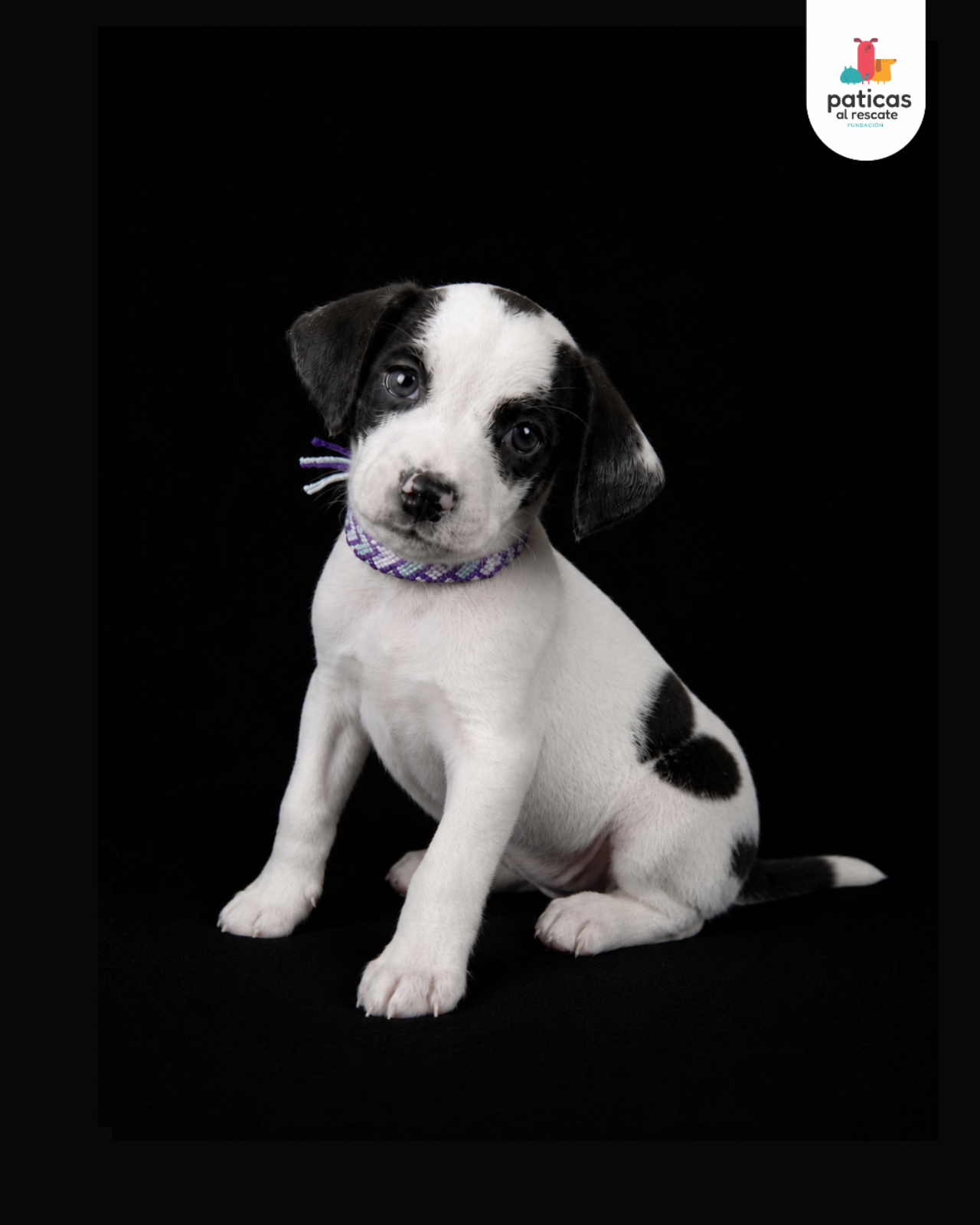 ADOPTA A ALFREDO_5