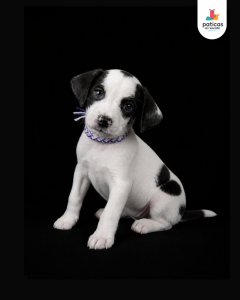 ADOPTA A ALFREDO_5