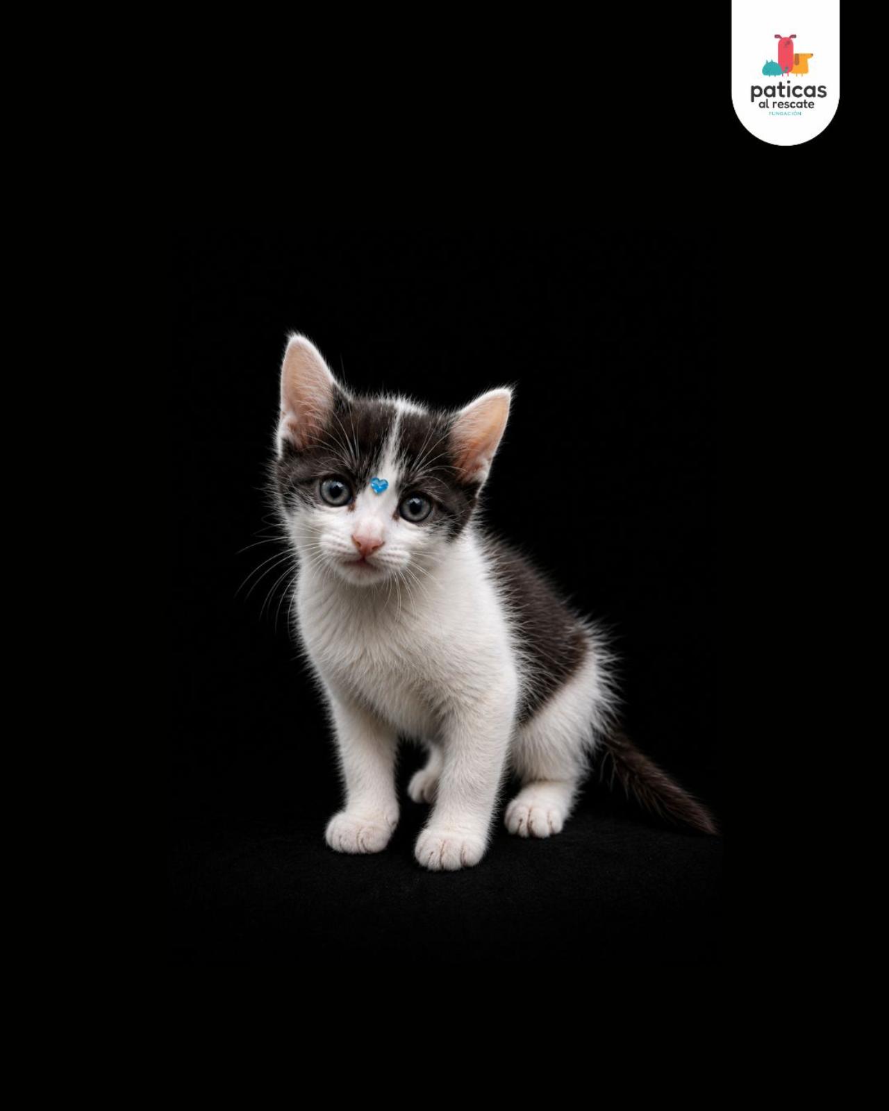 ADOPTA A VENECIA_2
