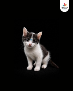 ADOPTA A VENECIA_2