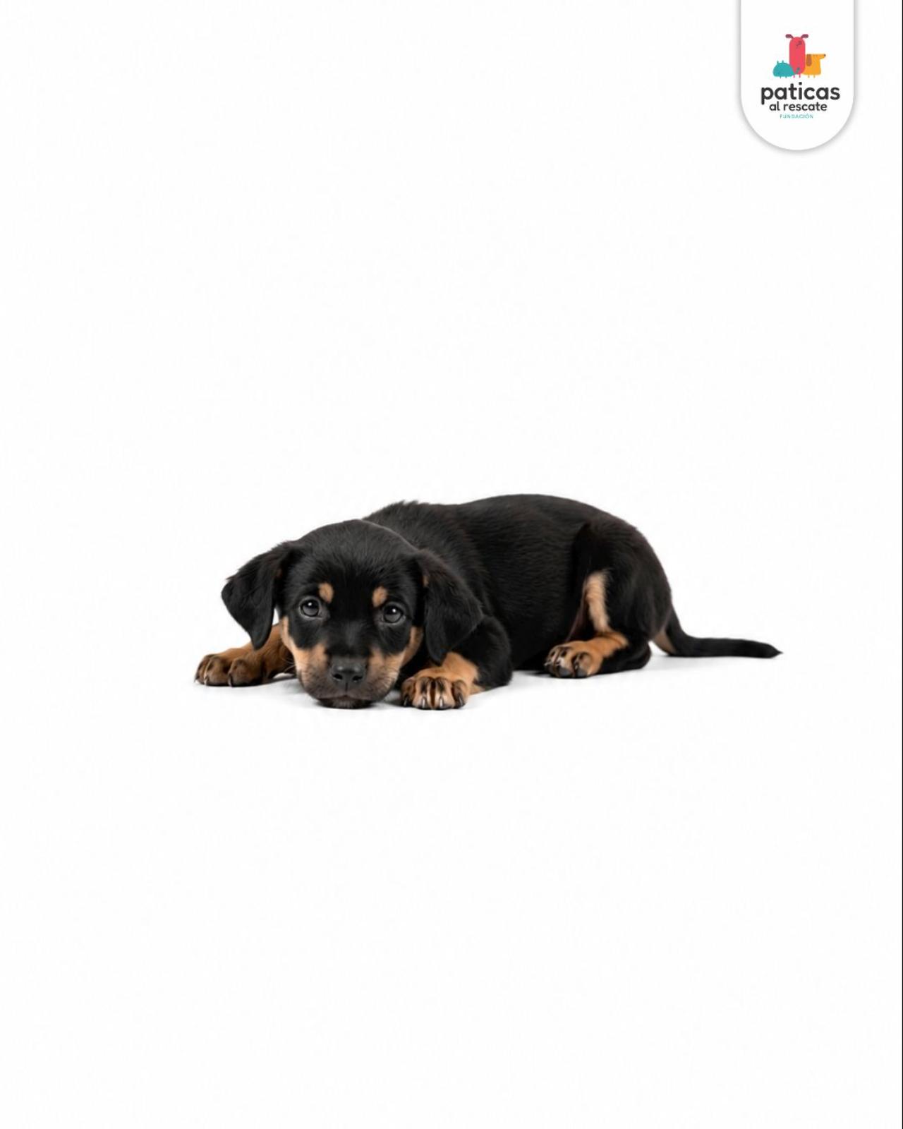 ADOPTA A ELMO_3