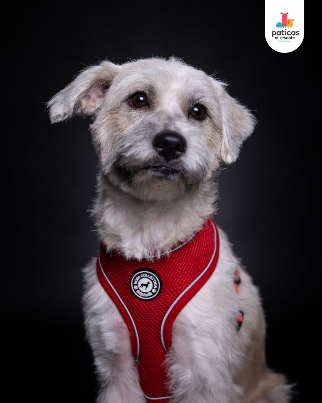 ADOPTA A BRUMA_5