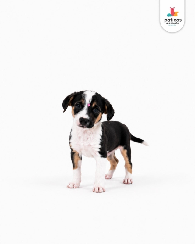 ADOPTA A MILAGROS_6