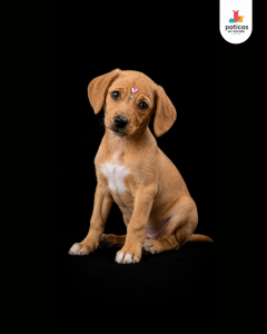ADOPTA A EMPANADA_8