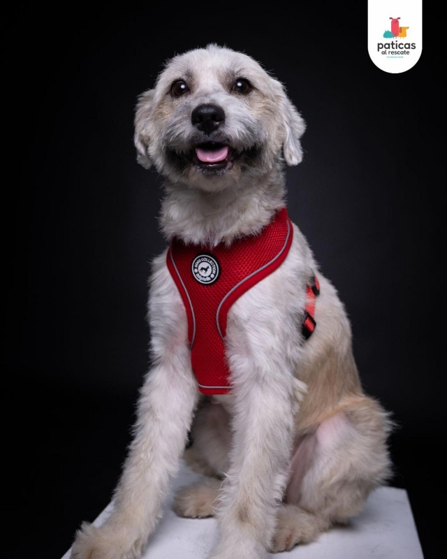 ADOPTA A BRUMA_4