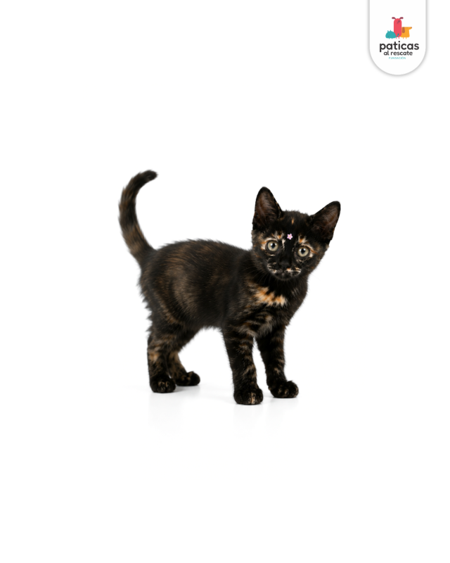 ADOPTA A PRIMAVERA_3
