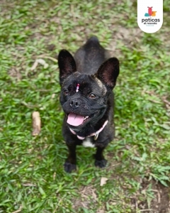 Adopta a Lila_4