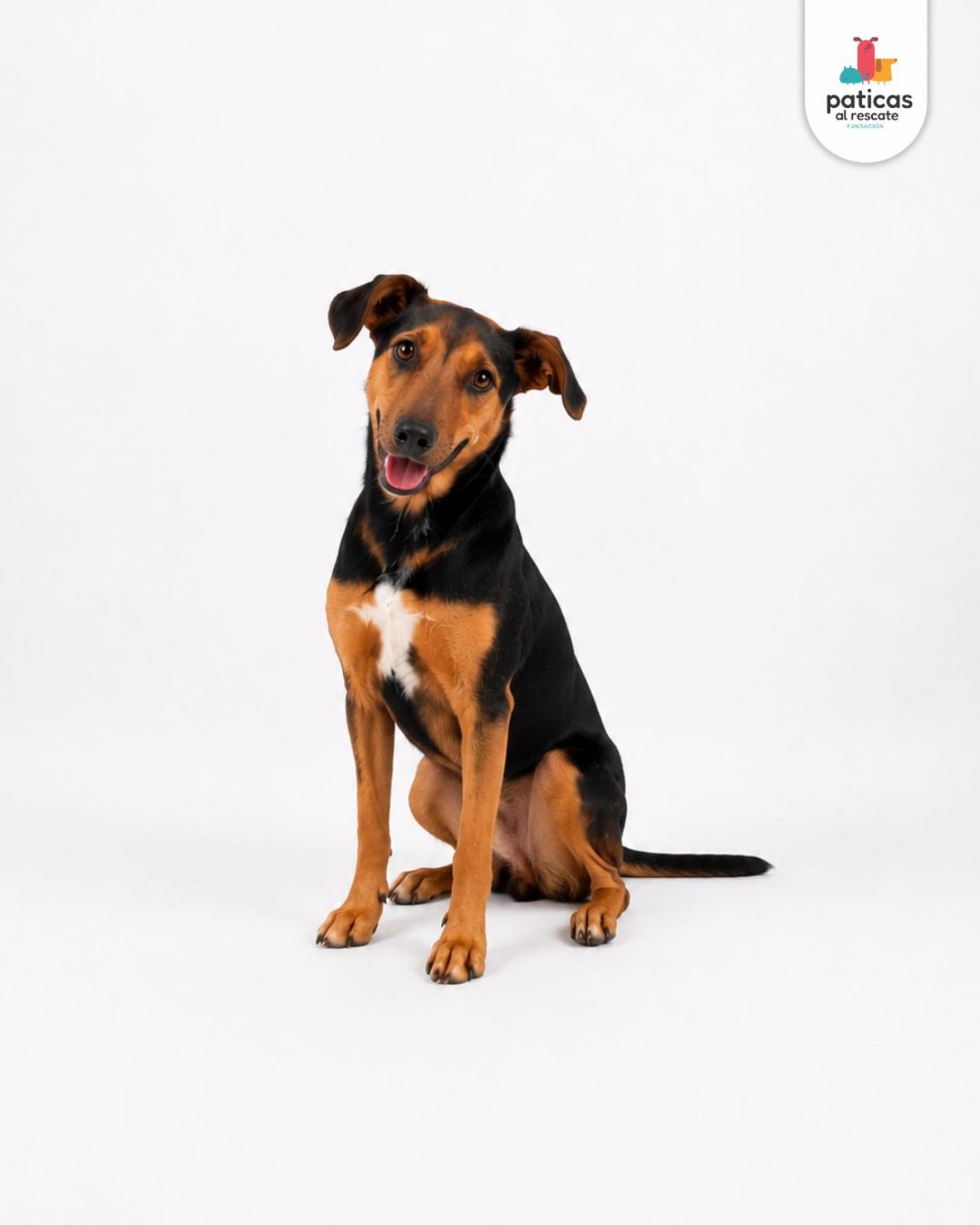ADOPTA A FRIDA_3