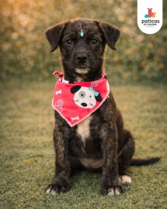 ADOPTA A SHALOM_6