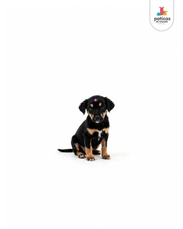 ADOPTA A ROSITA_4