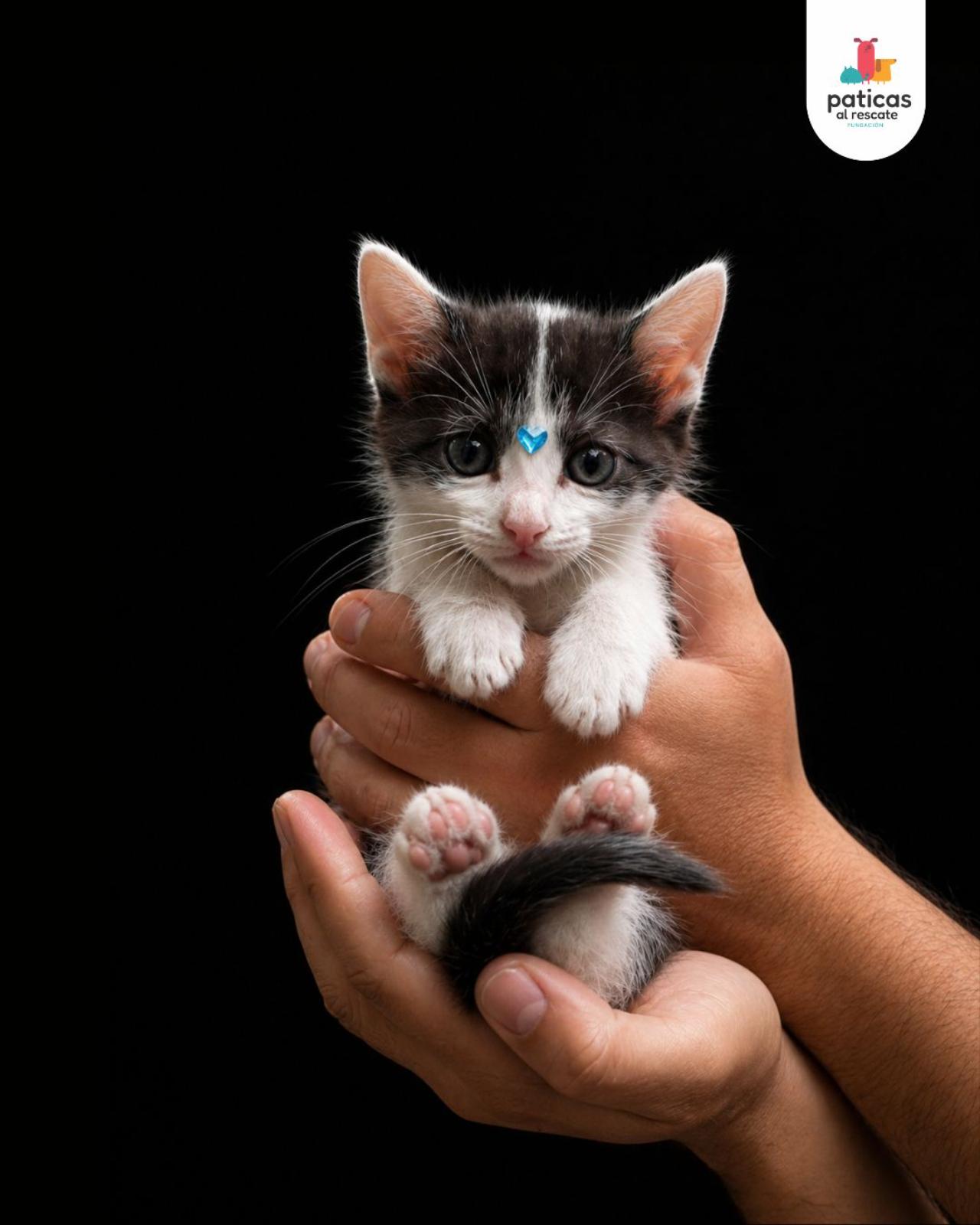 ADOPTA A VENECIA_4