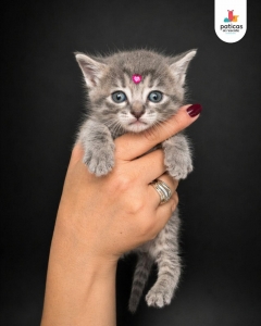 ADOPTA A CIELO_1