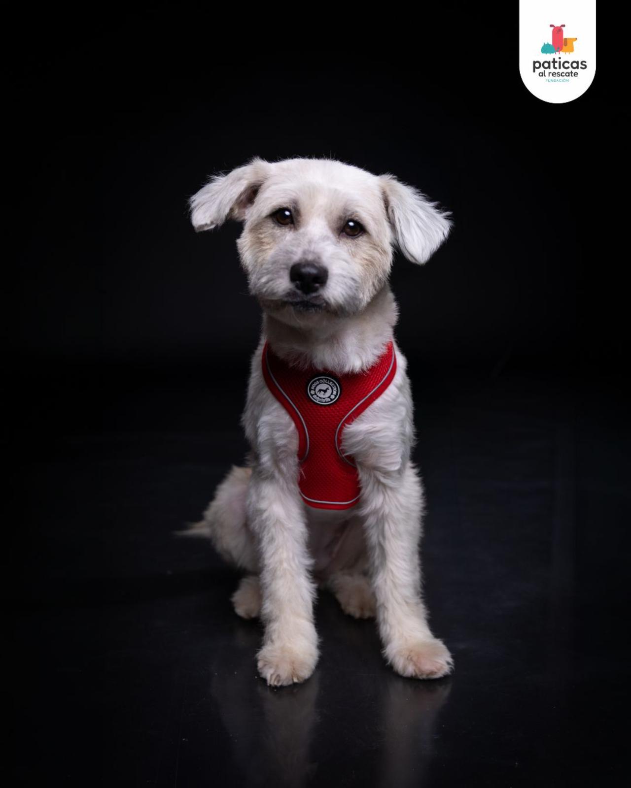 ADOPTA A BRUMA_9