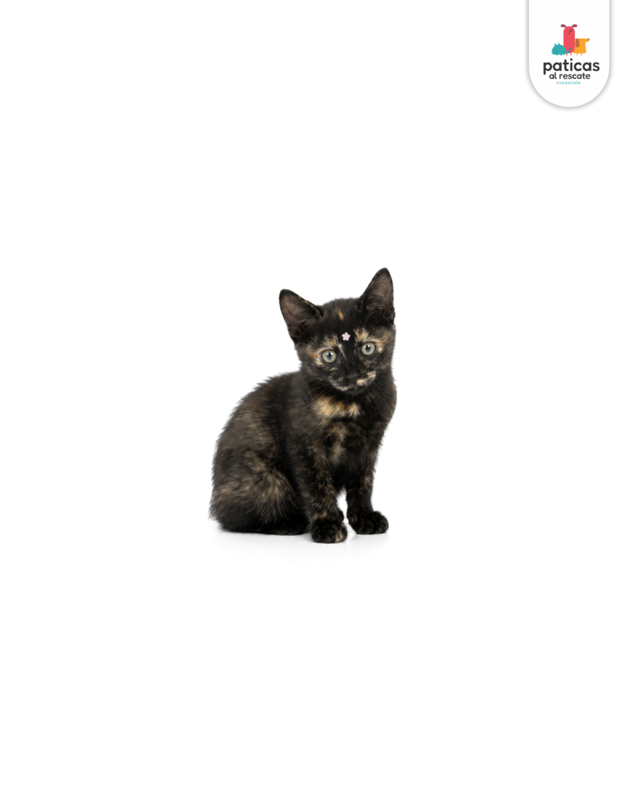 ADOPTA A PRIMAVERA_6