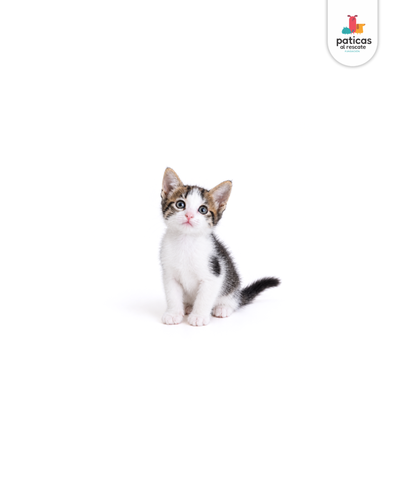 ADOPTA A PEPA_3