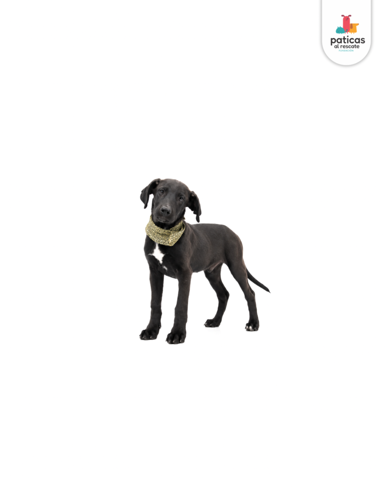 ADOPTA A PIMENTÓN_5