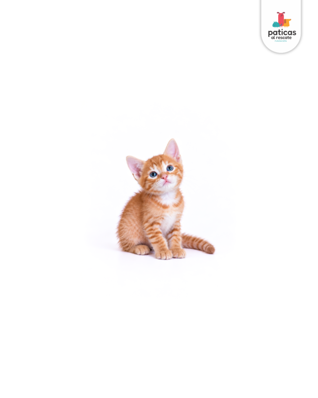 ADOPTA A TOTI_3